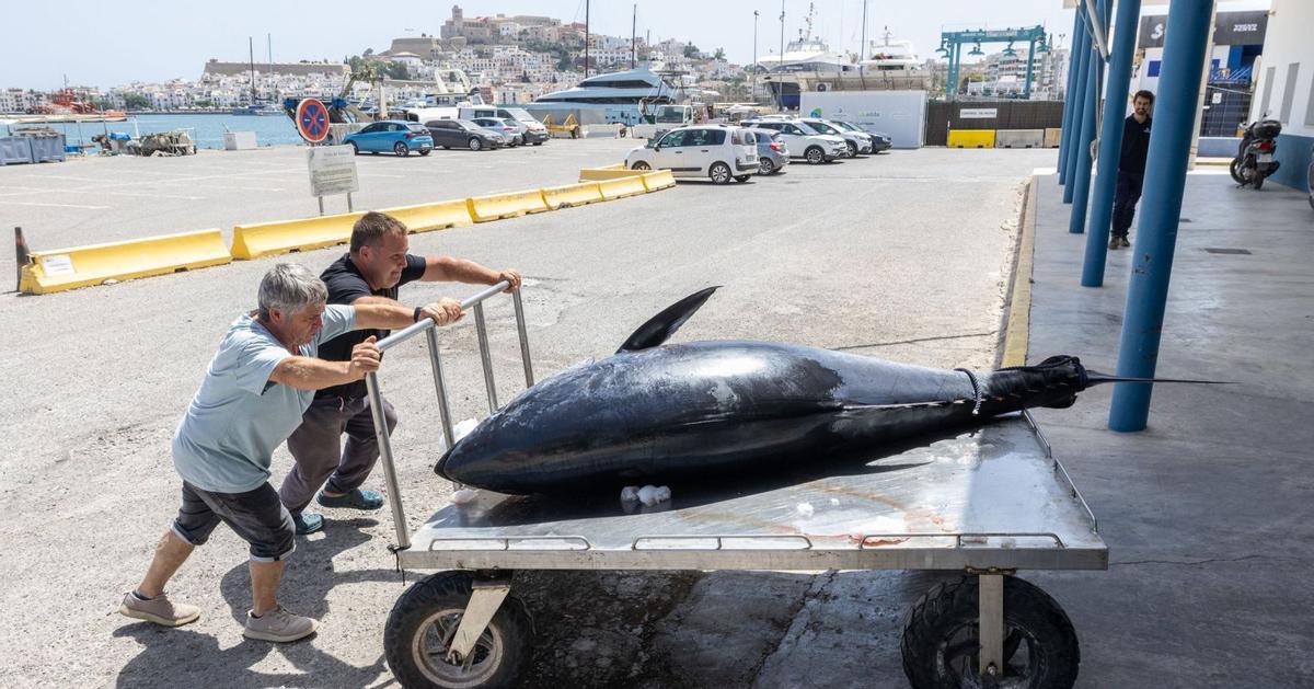 El pescador de atunes gigantes | VICENT MARÍ