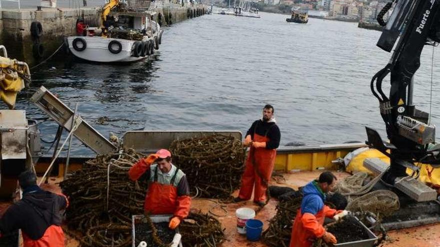 Bateeiros de Bueu, trabajando hace unos días en el puerto. // G.Núñez