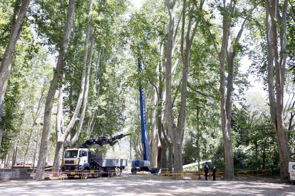 Tanquen fins dilluns els Jardins de la Devesa per la caiguda d''un plàtan