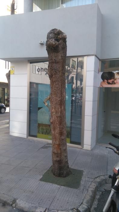 Poda de árboles en Ibiza