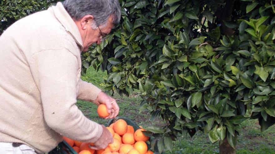 El campo andaluz mira al futuro