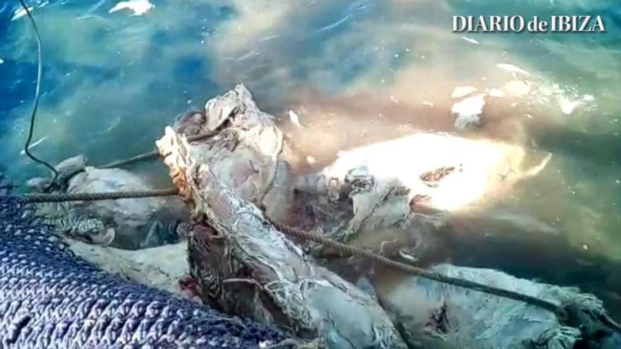 Descarte ilegal de atunes rojos en aguas pitiusas