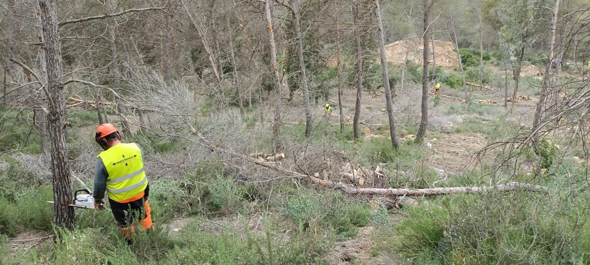 Un operario tala uno de los árboles secos de la zona de actuación en El Valle.