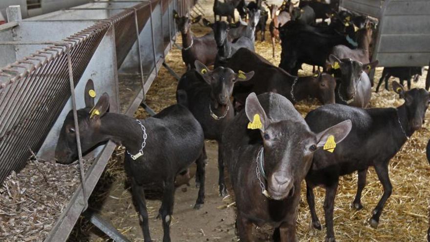 Murcia, primera provincia en número de cabras de ordeño