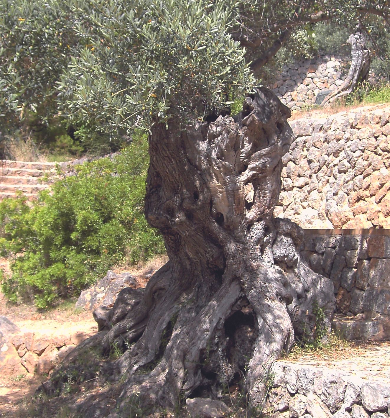 Olivenbaum in der Tramuntana