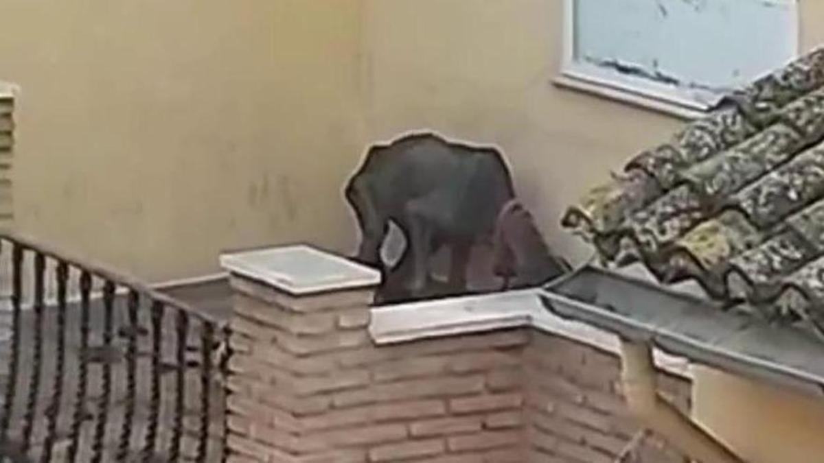 Un año de prisión por dejar morir de hambre a su perra atada en una terraza durante años