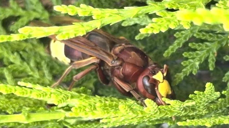 El Instituto de Agricultura Sostenible identifica en Córdoba plantas ligadas a una alta actividad de reinas de avispón oriental