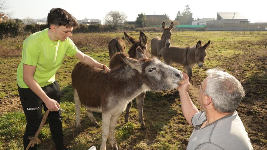 El lío de los cinco burros de La Guía: &quot;Dicen que pasan frío por la noche, es absurdo&quot;