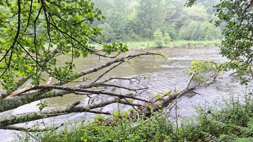 Mejoras de la Confederación Hidrográfica en el río Sella, a su paso por el núcleo de Les Roces (Cangas de Onís)