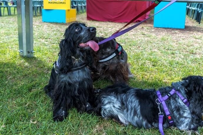 II Feria de Mascotas en Maspalomas