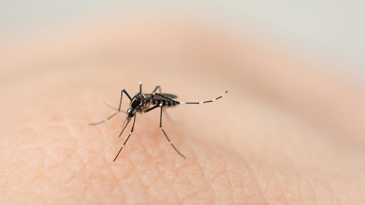 picadura-mosquito-tigre-por-qu-duele-tanto-y-qu-riesgos-tiene