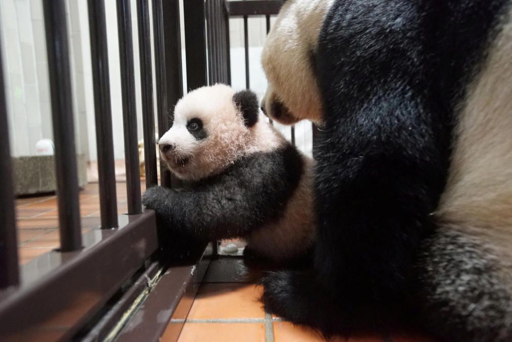 Handout photo shows a panda cub named Xiang ...