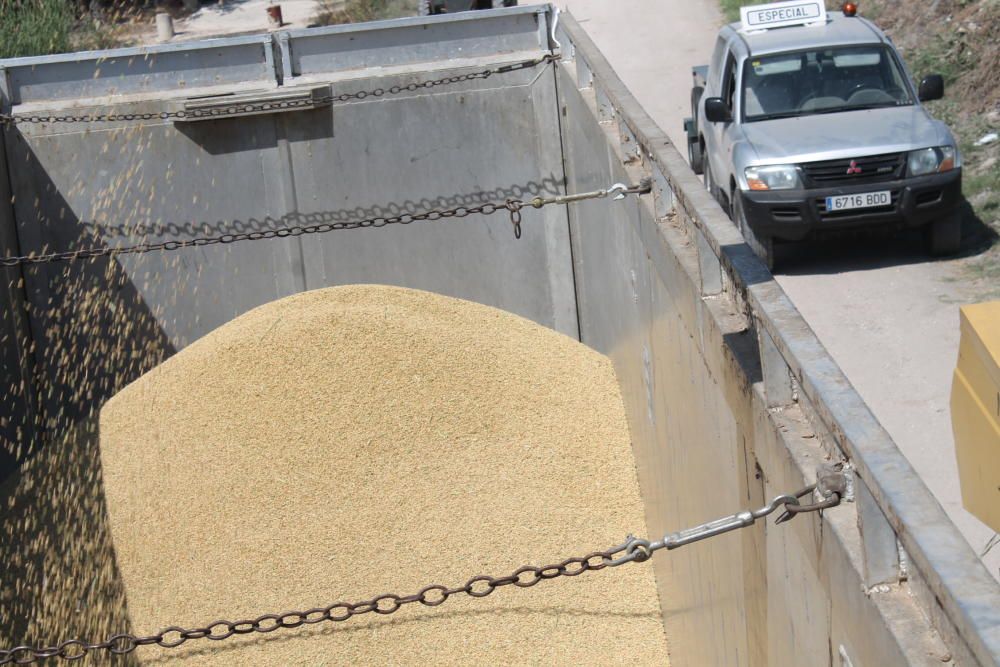 Alicante recupera el "arroz bombón", que dejó de cultivarse hace 51 años