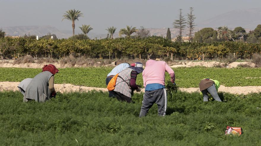 Las sanciones por abandono de tierras y las dudas sobre lindes centran las alegaciones contra la ordenanza del medio rural de Elche