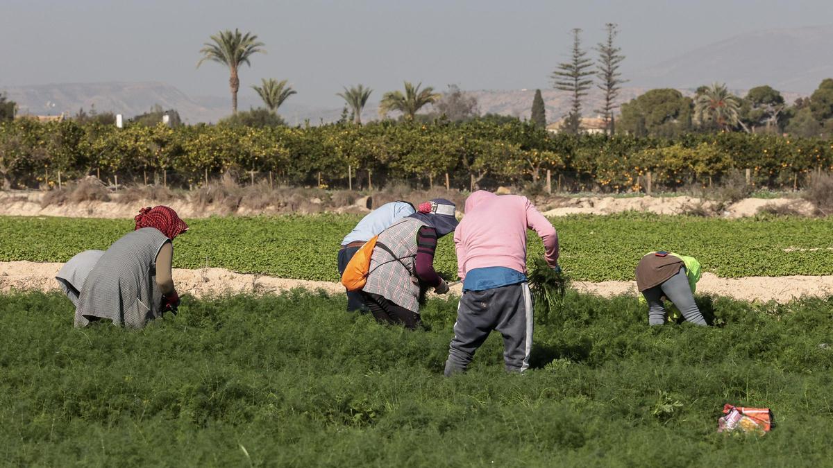Trabajadores de la empresa india en una de las superficies de cultivo