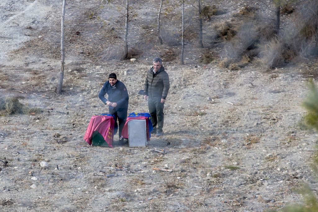 Las imágenes de la llegada de tres ejemplares de lince ibérico a las montañas de Lorca