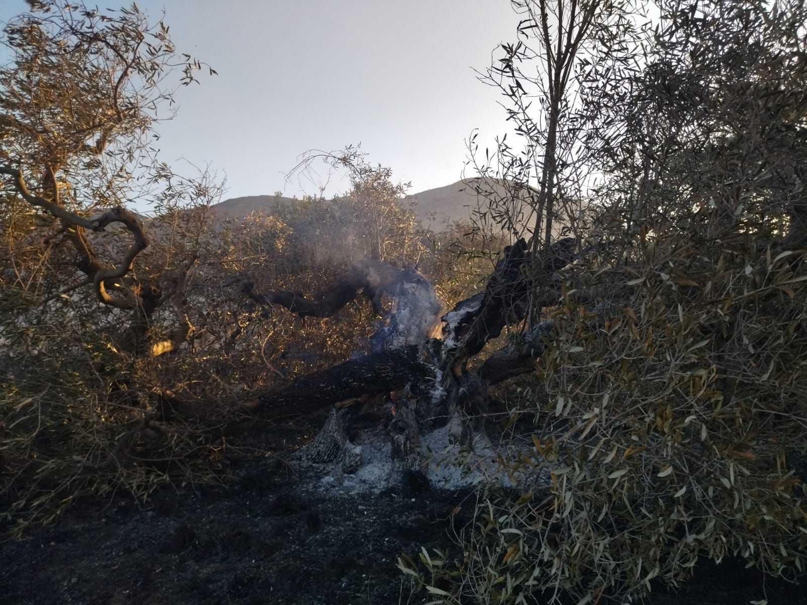 El valle agrícola del Montgó, reducido a cenizas (imágenes)