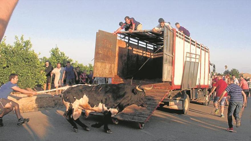 Un toro escapa en les Alqueries en la exhibición del ‘bou en corda’