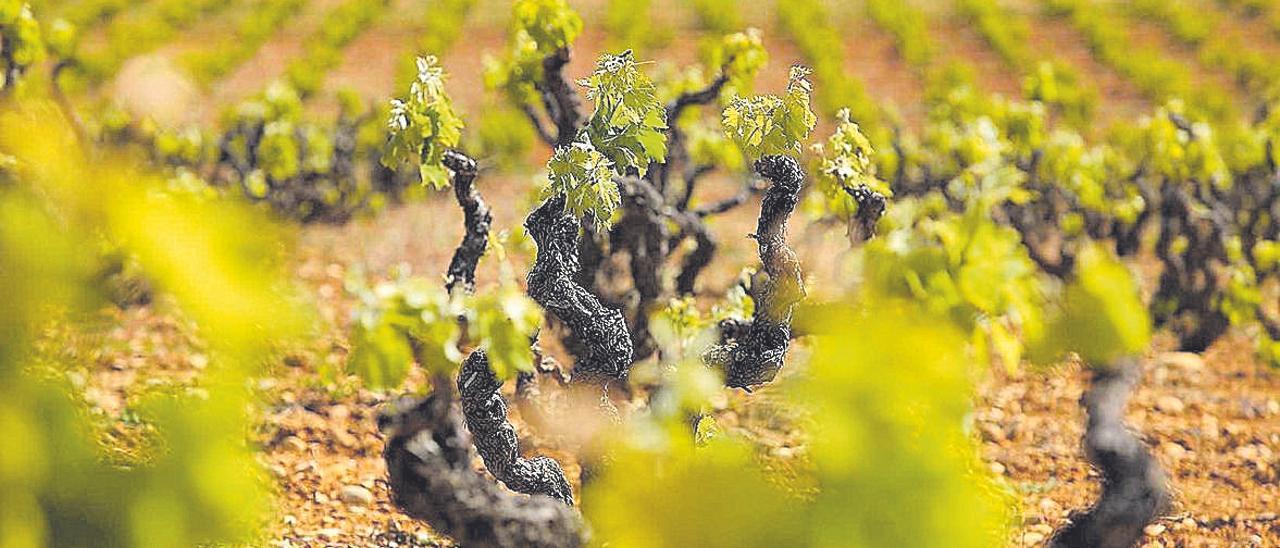 La primavera és l’estació de la creació. Les llavors comencen a germinar, dels arbres en surten els brots, comença una època plena de colors i llum. Segons la teoria dels cinc elements, la primavera correspon a l’element fusta (fetge i vesícula biliar). A la imatge, vinyes que comencen a treure els ulls.