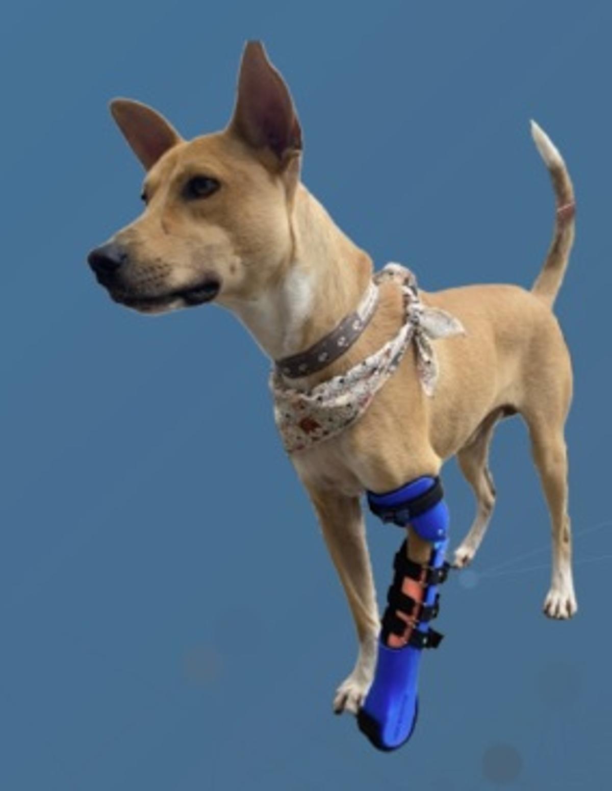 Esta prótesis 3D de la empresa colombiana C&D Bionics es solo un ejemplo de lo que esta familia de Moaña busca para su perro.
