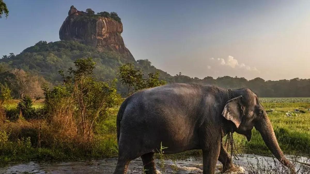 Hacer un safari en la jungla y terminar en una isla de arena blanca y agua turquesa: este itinerario lo tiene todo