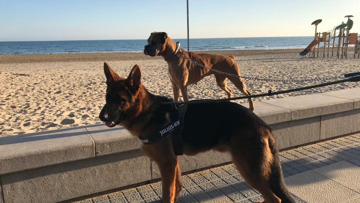 Imagen de archivo sobre perros acudiendo a una playa.