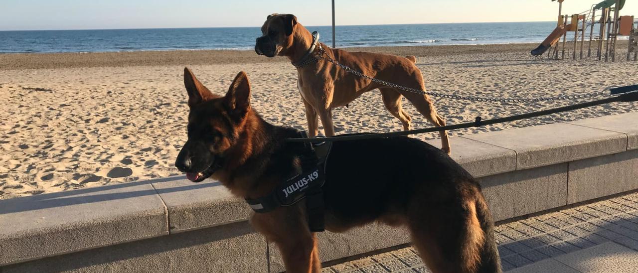 Imagen de archivo sobre perros acudiendo a una playa.