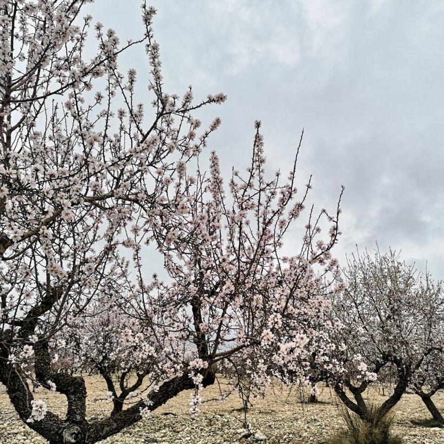 Los almendros en flor ya alegran los paisajes valencianos