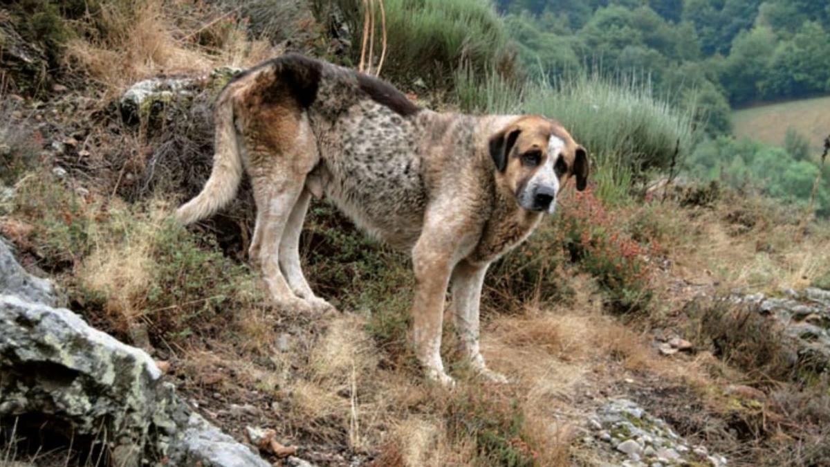La raza asturiana de perro que necesita ayuda para ser solución contra el lobo: esto piden sus criadores