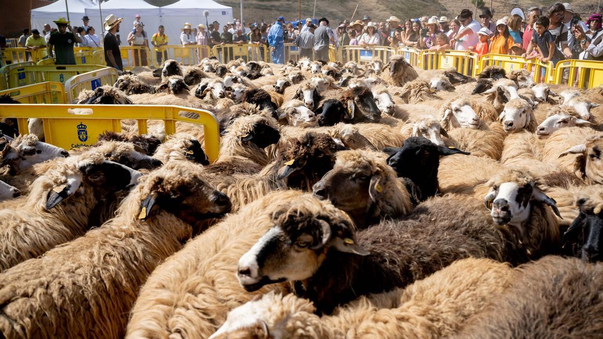 Las ovejas esperan por la ‘trasquilá’, en Caideros de Gáldar