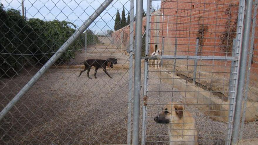 El Centro Municipal de Protección Animal reanuda este miércoles las adopciones con cita previa