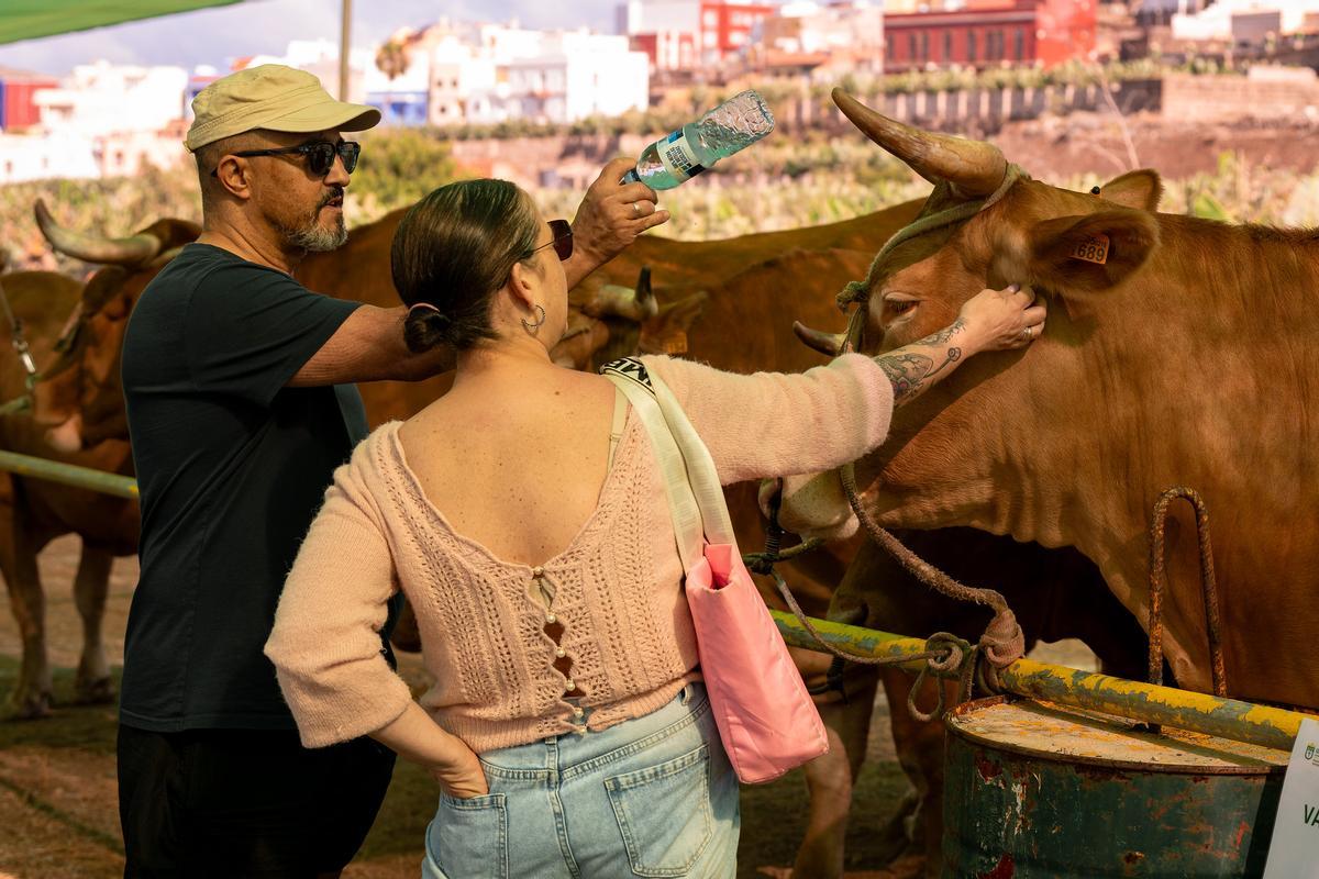 Dos de los asistentes a la feria acariciando a uno de los ejemplares de res.