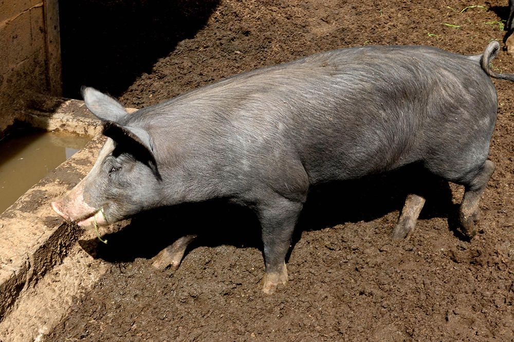 En busca del ´porc negre´ auténtico