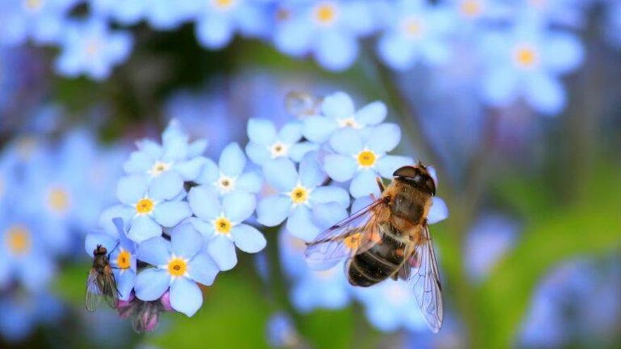 ¿Ha desaparecido ya el 25% de las especies de abejas?