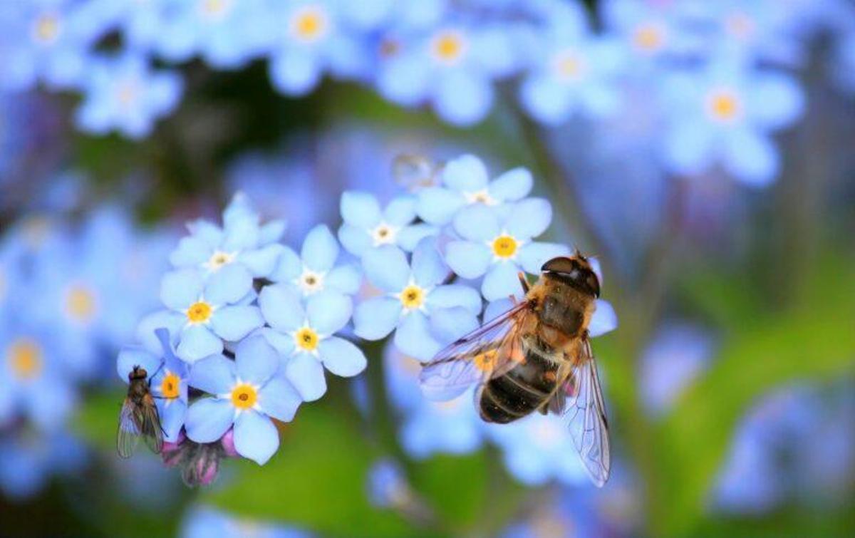 ¿Ha desaparecido ya el 25% de las especies de abejas?