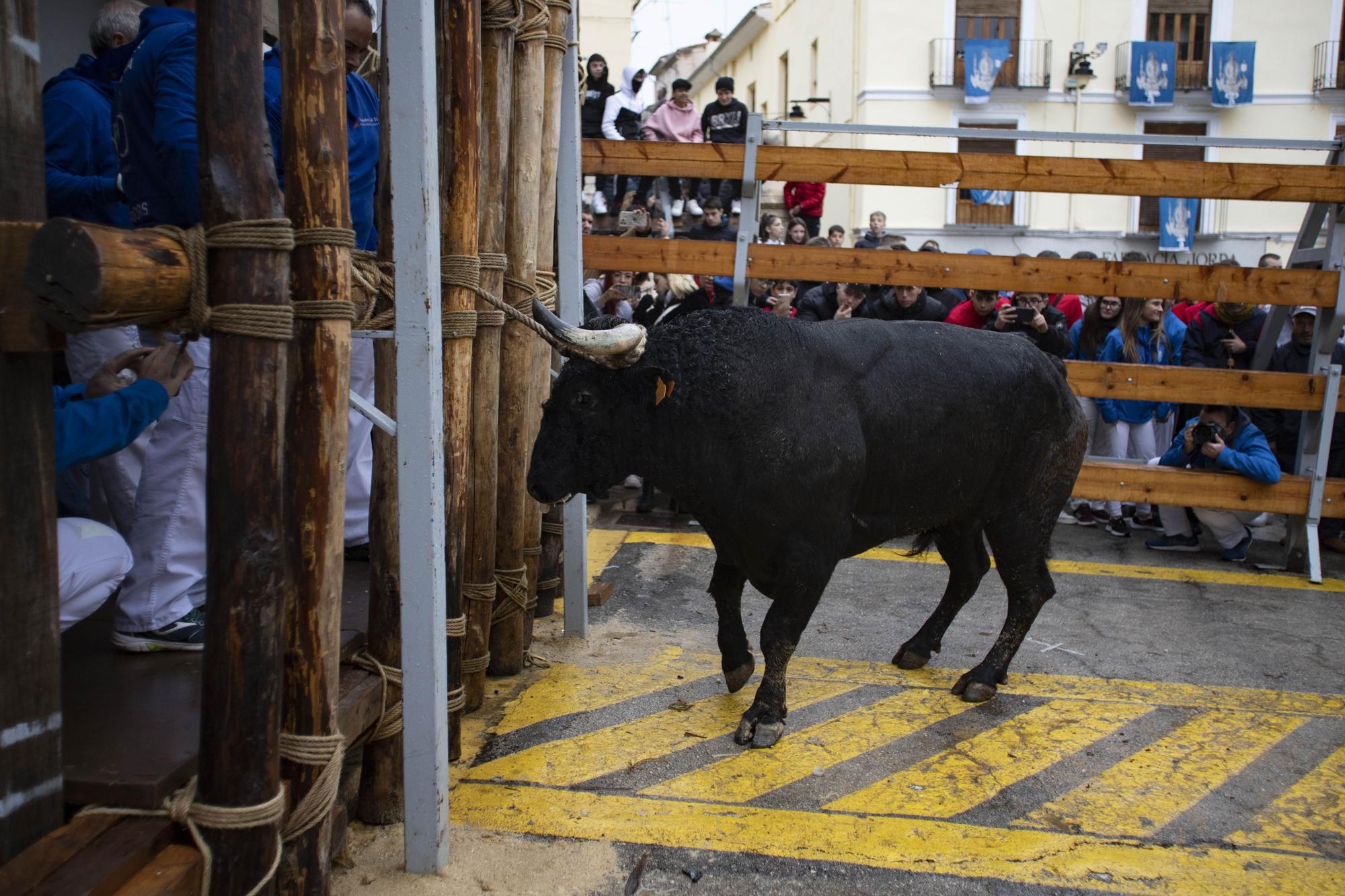 El "Bou en corda" vuelve al Pont Vell de Ontinyent