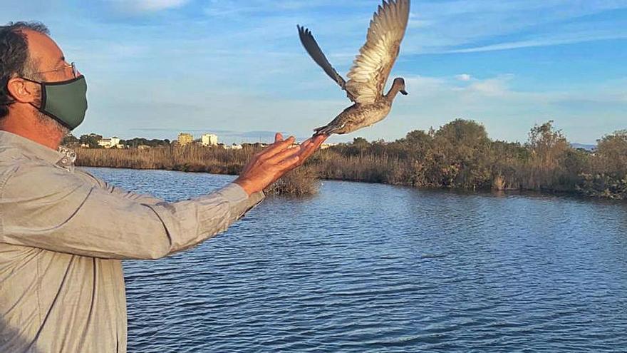 S’Albufera acoge una especie de pato en riesgo de extinción