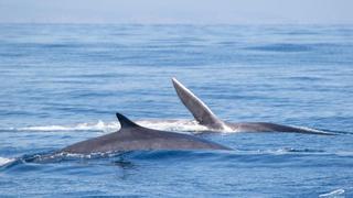 Año récord de cetáceos en Catalunya: por primera vez una entidad observa las ocho especies del Mediterráneo