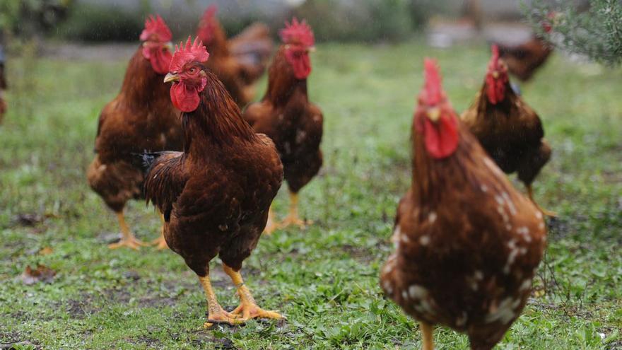 El ‘galo de curral’ cuenta las horas