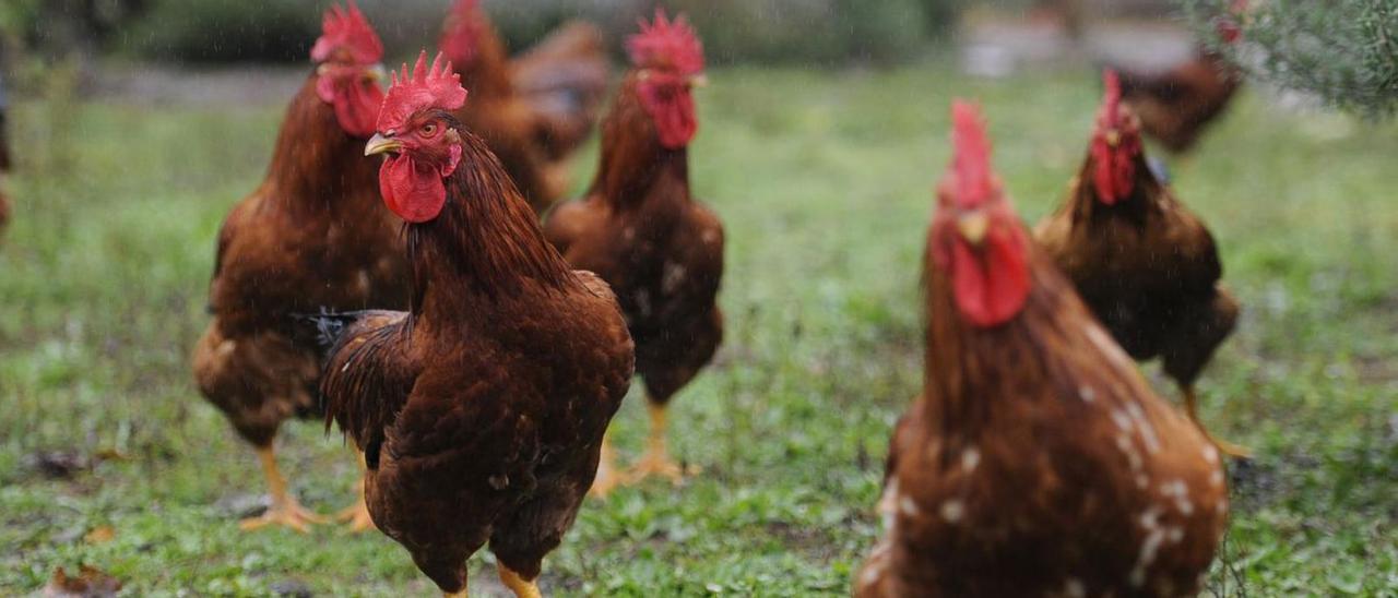 Ejemplares de gallo de corral en una explotación de Vila de Cruces. | // BERNABÉ/JAVIER LALÍN