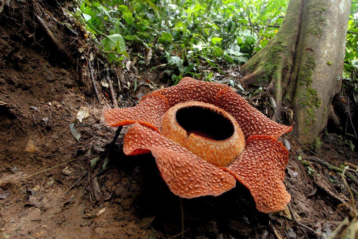 Rafflesia Arnoldii, flor gigante