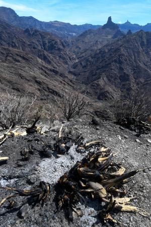 15-10-19 SUPLEMENTOS. ZONA CUMBRERA. ZONA CUMBRERA. Reportaje zonas quemadas tras dos meses. Reportaje triple entrega sobre el paisaje quemado, al cumplirse dos meses. La primera parte será Los tesosos de la Cumbre, en plan más positivo, con los brotes verdes, lugares que visitar. Un segundo con los héroes sin capa, sus protagonistas y una tercera con Lo que el fuego se llevó o Lo perdido, la parte más triste.  Fotos: Juan Castro.  | 15/10/2019 | Fotógrafo: Juan Carlos Castro