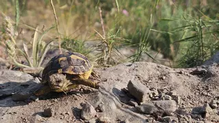 Más de 300 tortugas mediterráneas reintroducidas este año en tres parques naturales catalanes