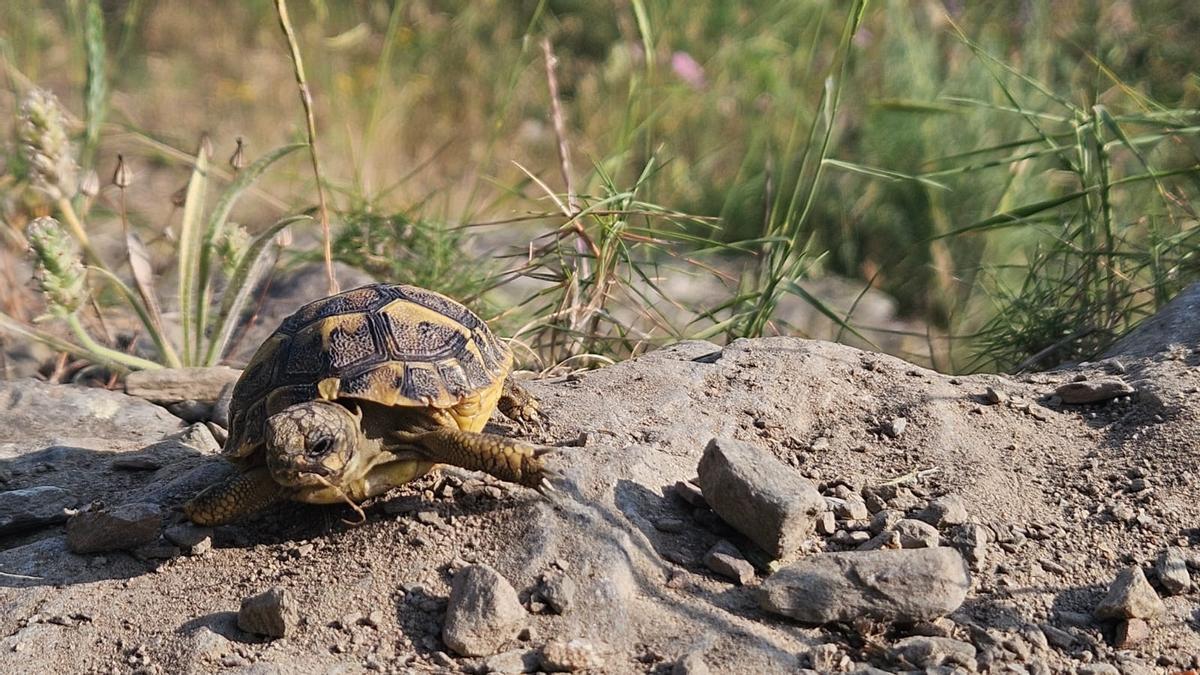 Una tortuga liberada en el Cap de Creus