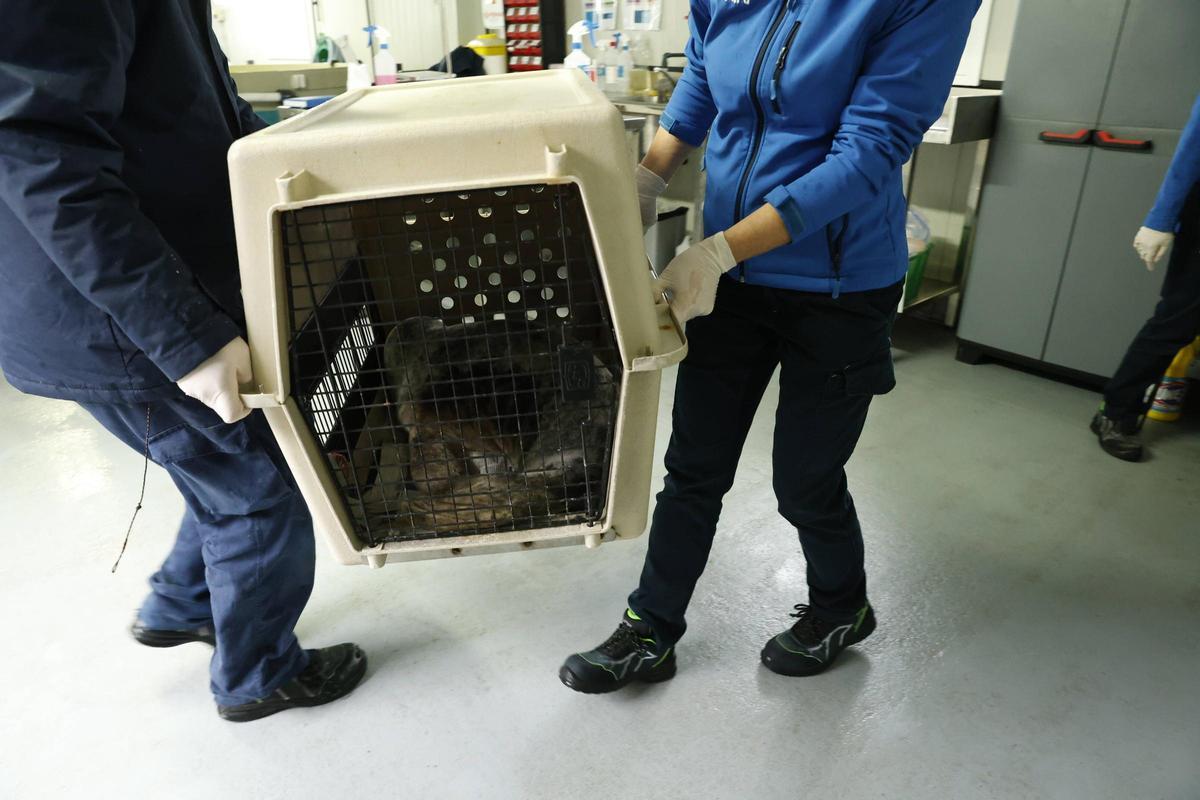 La foca que quedó varada en la playa de Cadavedo ya se recupera en el Acuario de Gijón (en imágenes)