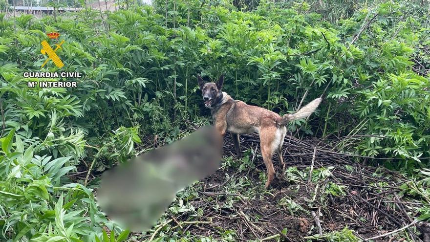 La detenida por matar a su exnovio en La Almunia enseñó el cadáver a una conocida