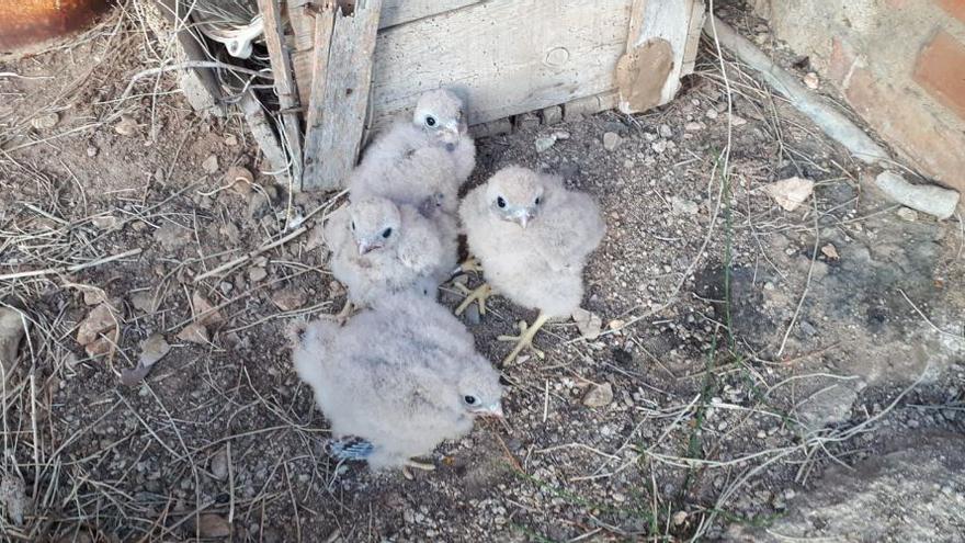 Els Amics dels Aiguamolls detecten xoriguers i òlibes en la campanya de recuperació dels rapinyaires