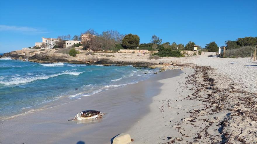 Verletzte Schildkröte am Strand Es Trenc auf Mallorca gefunden