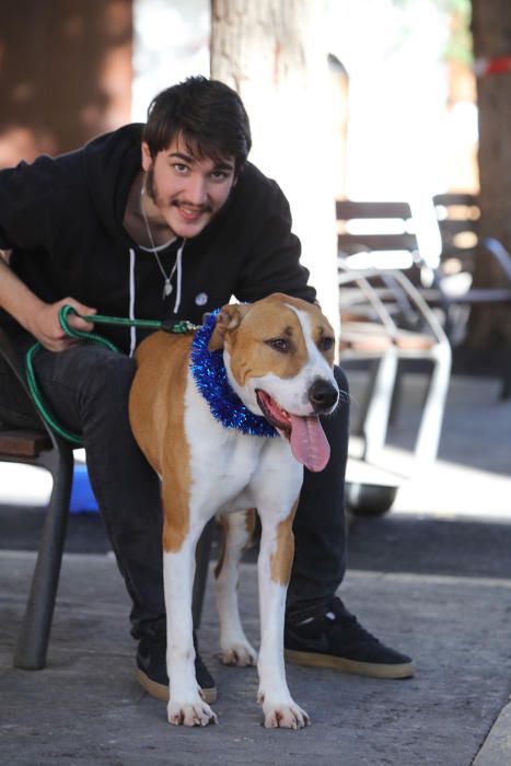 Es Mercat Vell acoge una jornada de adopción responsable promovida por el Centro de Protección Animal de sa Coma.