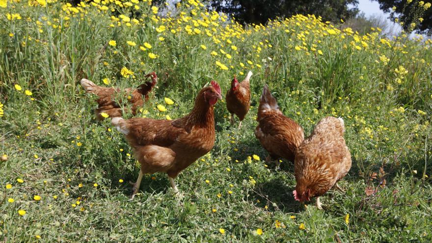 Preisgekröntes Projekt: Eier und Fleisch von wirklichen Freiland-Hühnern auf Mallorca